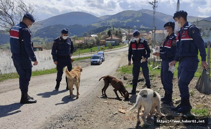 Samsun'da aç kalan sokak hayvanlarını jandarma besliyor