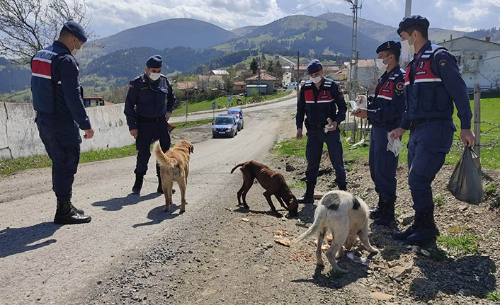 Aç kalan sokak hayvanlarını jandarma besliyor 01 Mayıs 2021