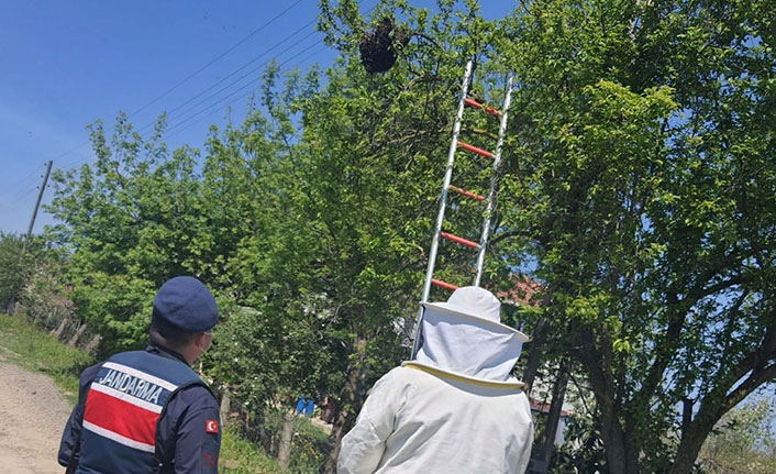 Samsun'da bir ağaca oğul veren arıları jandarma indirdi