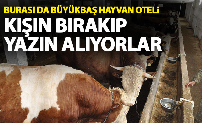 Büyükbaş hayvanlarını kışın otele bırakıyor, yazın alıyorlar