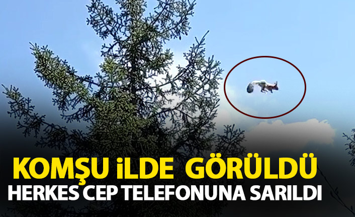 Gümüşhane'de görüldü! Herkes cep telefonuna sarıldı