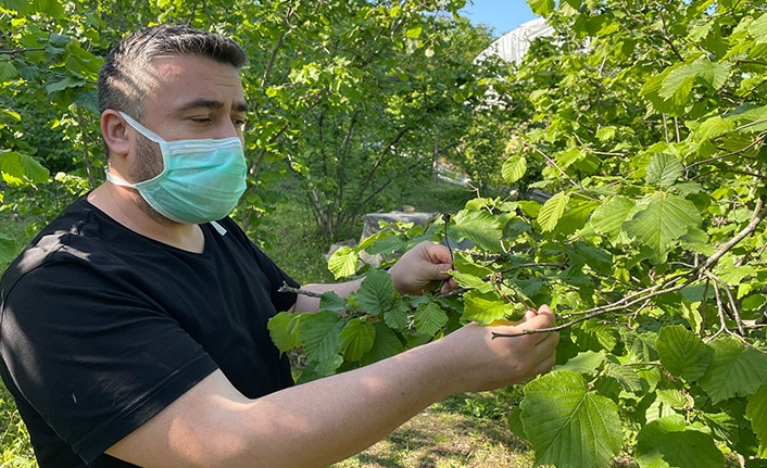 Üreticinin gözü fındık dalında