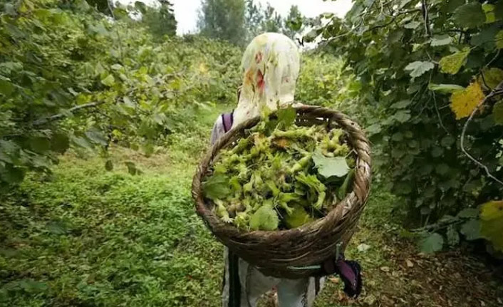 Fındık üreticisine önemli uyarı! Mayıs ayının ilk haftasında mutlaka yapılmalı