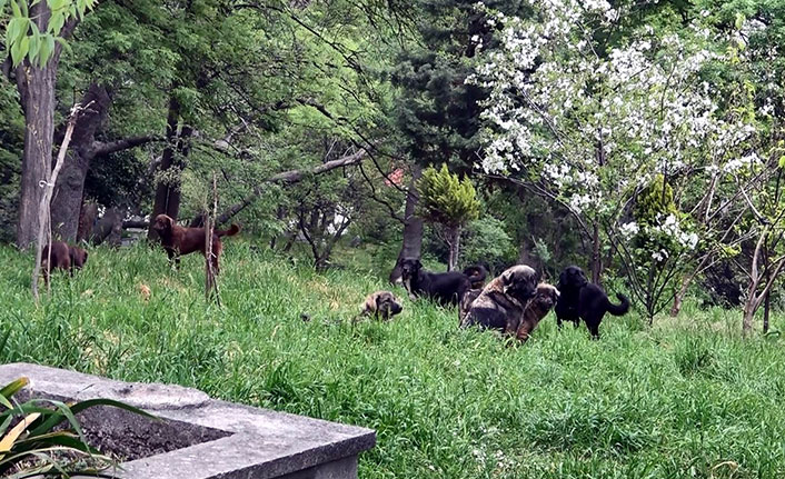 Samsun'da mezarlığa dadanan köpekler mahallenin kabusu oldu