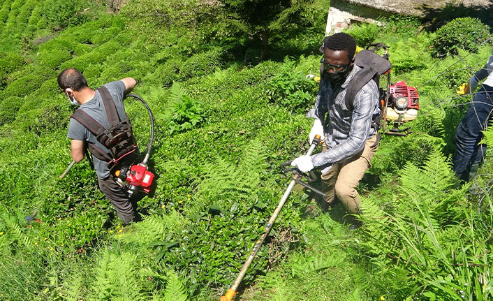 Rize'de Gambiyalı çay işçileri iş başı yaptı