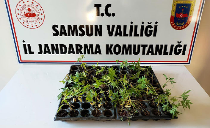 Samsun'da kenevir operasyonu