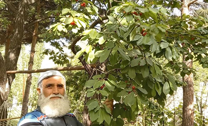 Karadeniz'in ilk kiraz hasadı yapıldı