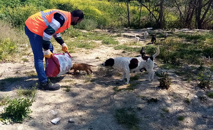 Ordu'da sokak hayvanları unutulmadı