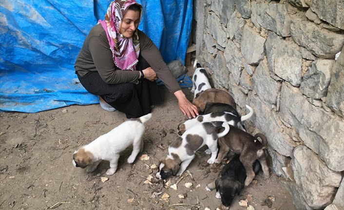 Doğum yapan köpek ve 11 yavrusuna sahip çıktı