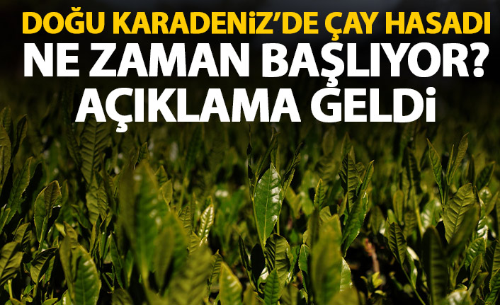 Doğu Karadeniz'de çay hasadı başlıyor!