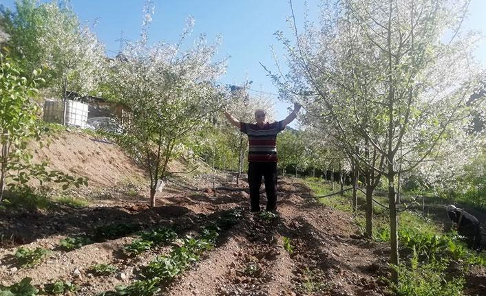 Üretici Gümüşhane vişnesinden umutlu