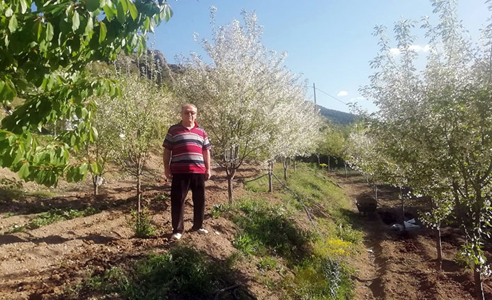 Gümüşhane’de vişne üreticileri sezondan ümitli