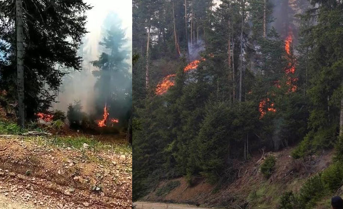 Artvin'de orman yandı