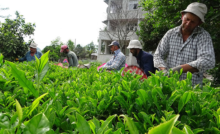 Rize'de yaş çay sezonu açıldı