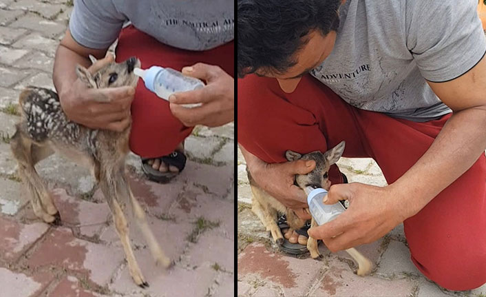 Fındık bahçesinde bulduğu yavru karacayı biberonla besledi