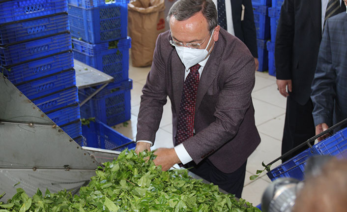 ÇAYKUR çay alımına törenle başladı