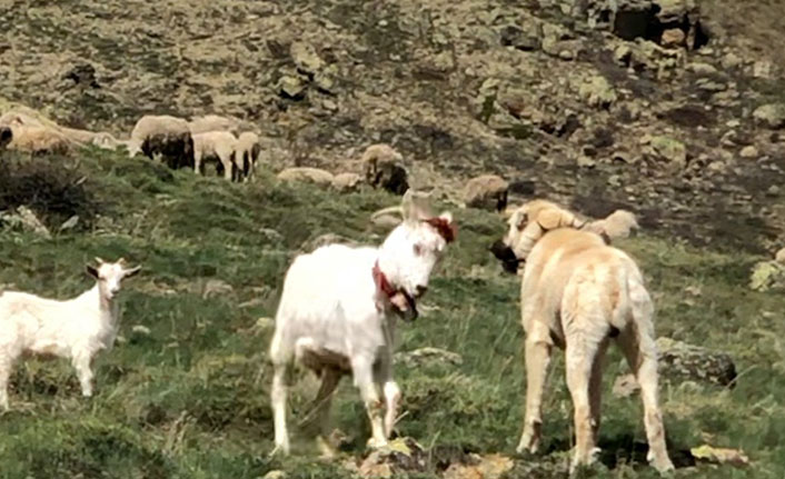 İnatçı keçi çoban köpeğine kafa tuttu