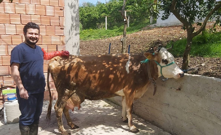 Sığır yetiştiricilerine tohumlama desteği