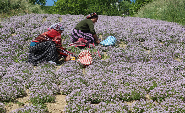 Antimikrobiyal içeren ‘yayla kekiği’ üretimi artırılıyor