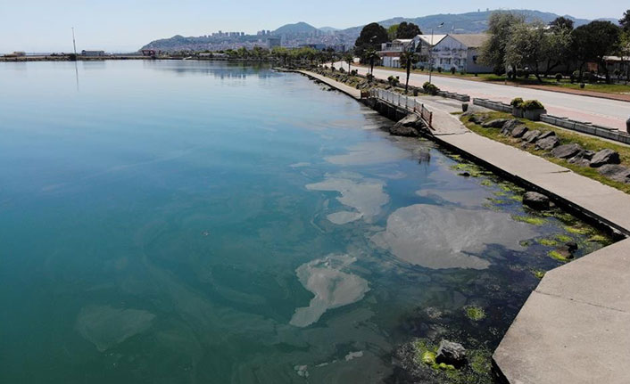 Marmara'dan sonra Karadeniz'de de görüldü