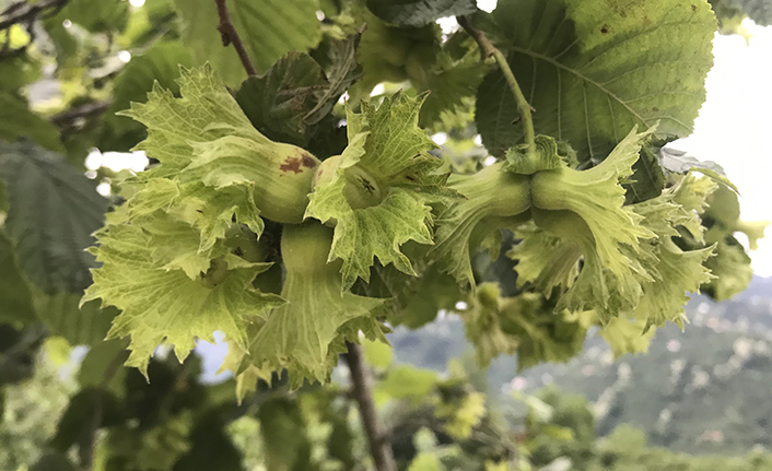 Fındık bahçeleri sürdürülebilir olmaktan çıkıyor