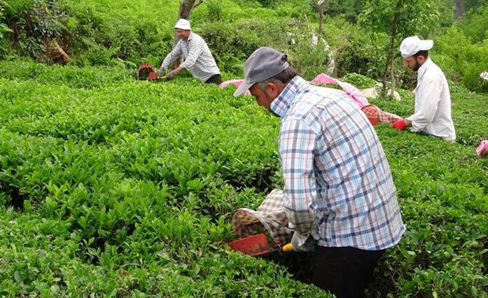 Çay sezonu hızlı başladı