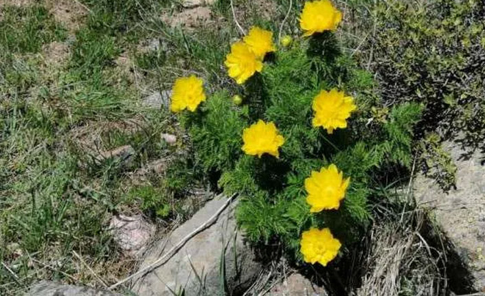 Giresun'da "sarı dağ gülü" yeniden açtı