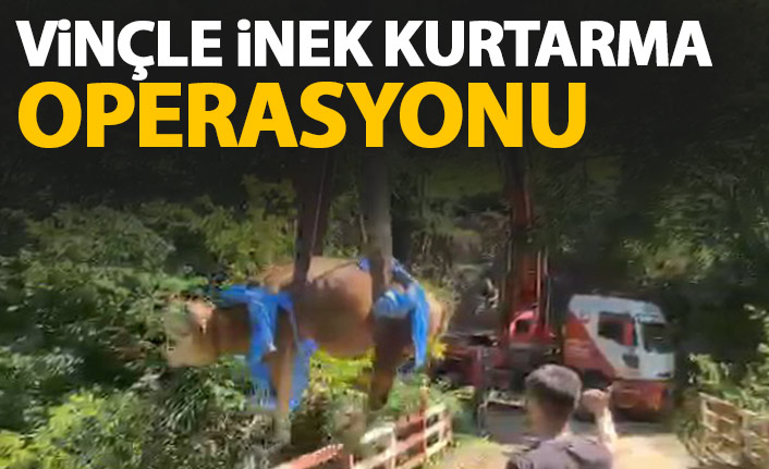 Dereye yuvarlanan inek vinçle kurtarıldı