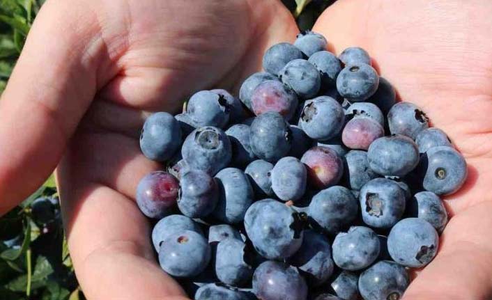 Ordu’da mavi yemiş bahçeleri kuruluyor