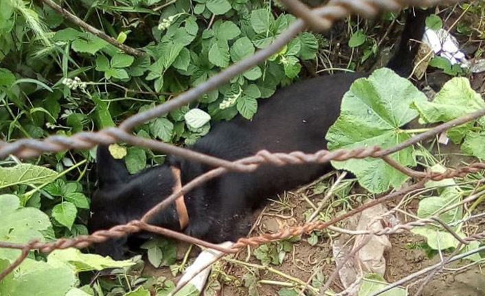  Bahçesine giren köpeği öldürdü