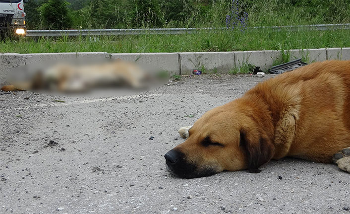 Köpekten büyük vefa örneği