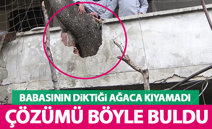 Babasının diktiği ağaca kıyamadı çözümü böyle buldu