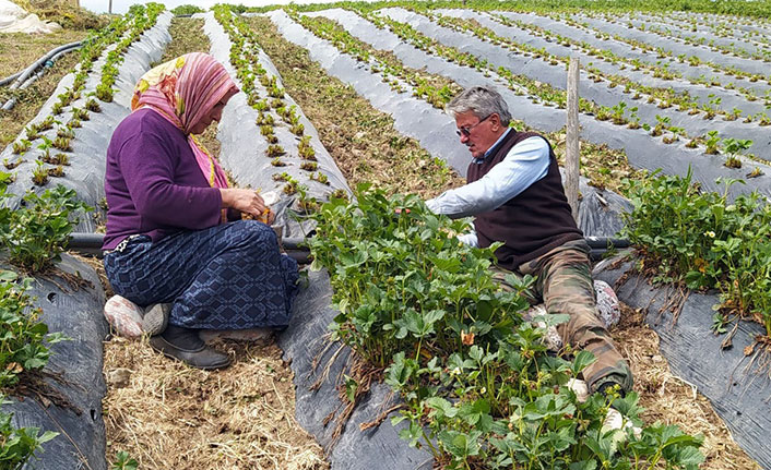 Dolu yağışından yayla çileği büyük zarar görmüş