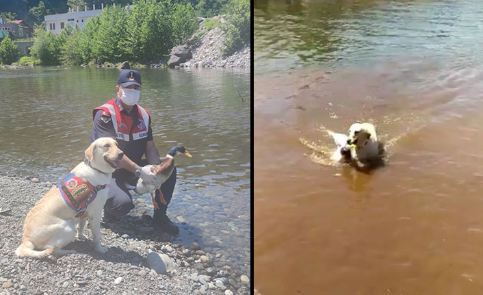 İz takip köpeği ‘Pipet’ yaralı ördeğin hayatını kurtardı