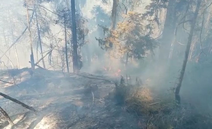 Artvin’de ormanlık alanda yangın