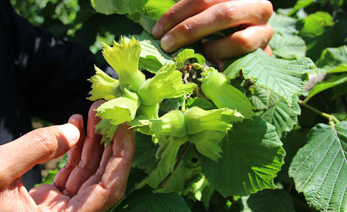 Fındık fiyatında üreticinin beklentisi 3,5 dolar