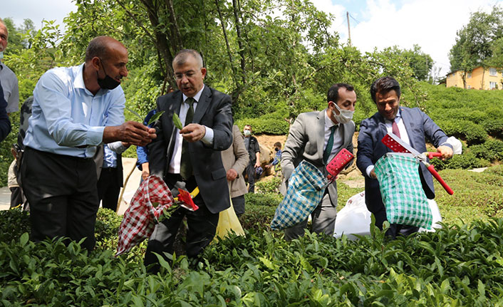 Artvin Valisi Doruk bahçeye girdi, çay topladı