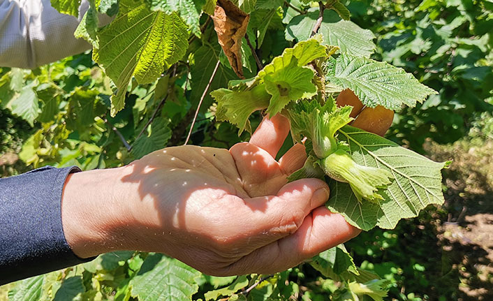 Dolunun vurduğu fındıkta rekolte kaybı bekleniyor