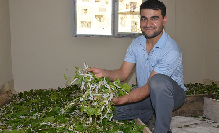 Merakla başladı, şimdi 40 bin ipekböceğine bakıyor