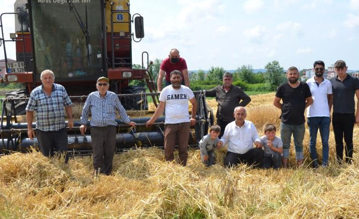 Bafra'da arpa hasadı başladı