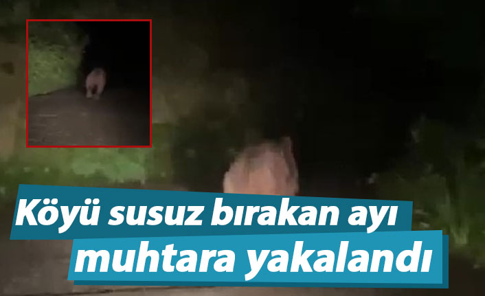 Köyü susuz bırakan ayı muhtara yakalandı