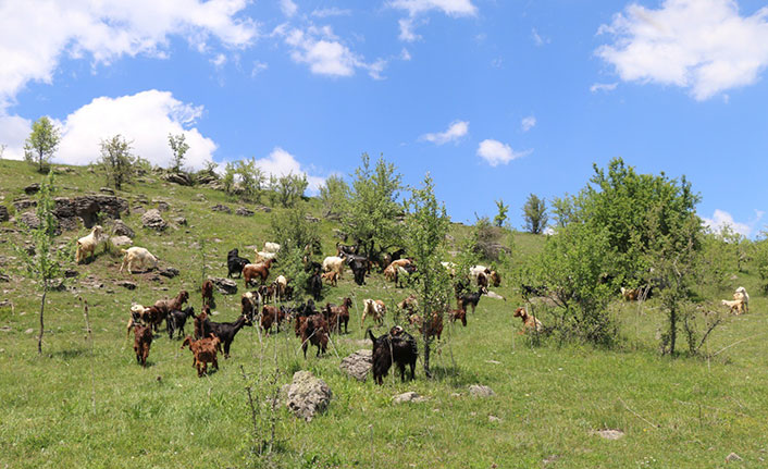 Halep keçileri Karadeniz'e uyum sağladı