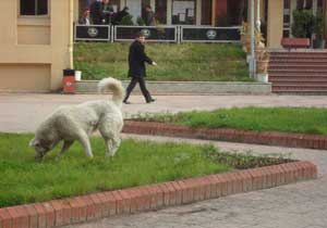 Trabzon'daki başıboş köpekler