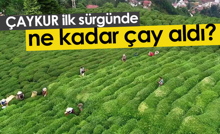 ÇAYKUR ilk sürgünde ne kadar çay aldı?