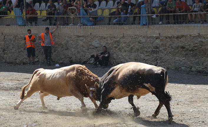 Artvin'de boğa güreşleri tekrar başladı