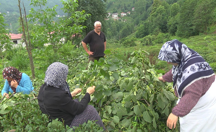 Kilosu 500 lirayı bulan ıhlamurda hasat zamanı