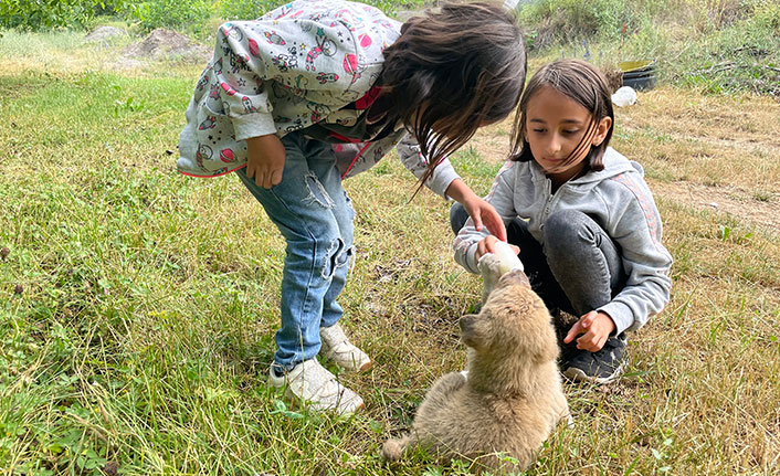 Gümüşhane'de annesiz kalan yavru köpeği biberonla besliyorlar