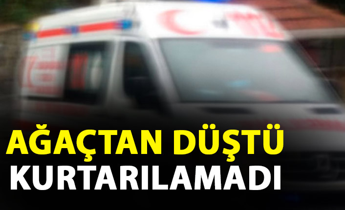 Ağaçtan düşen şahıs kurtarılamadı