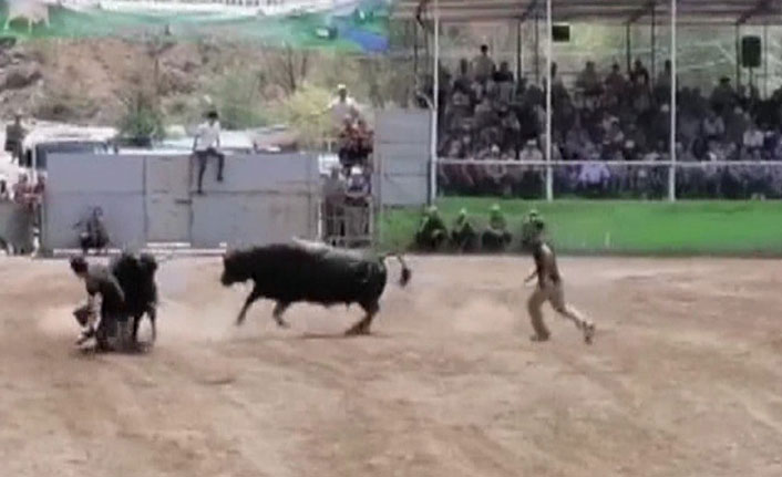 Son kez yapılan Boğa Güreşleri Festivali'nde korku dolu anlar yaşandı