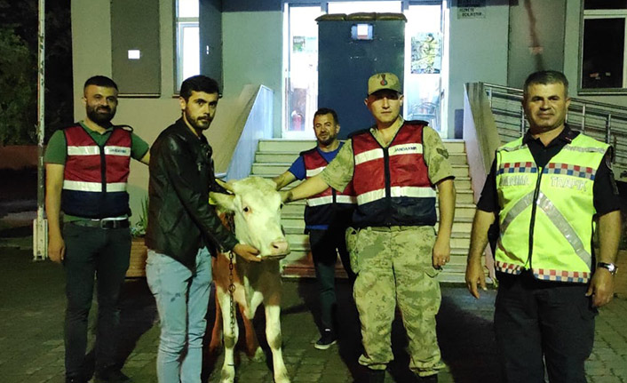 Yaylada çalınan inek, köyde yakalandı